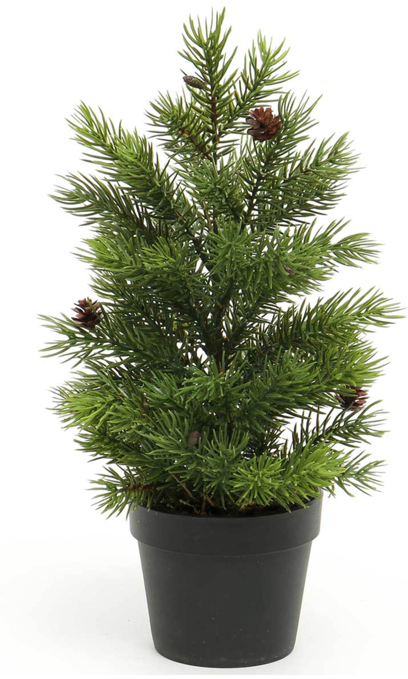 Spruce Tree with Pinecones