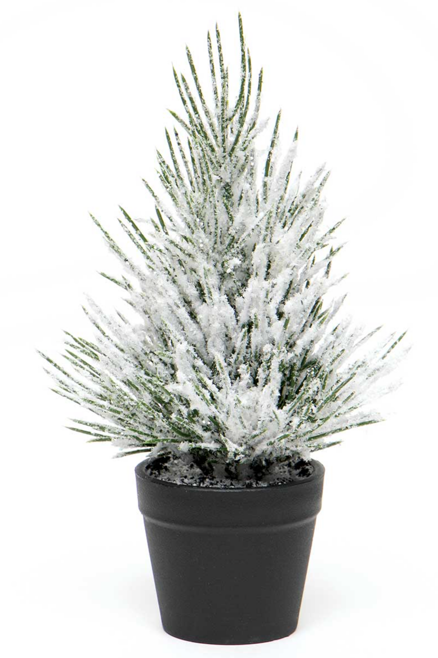 Scotch Pine Mini Tree