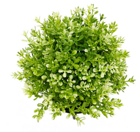 Light Green Boxwood Ball Dome