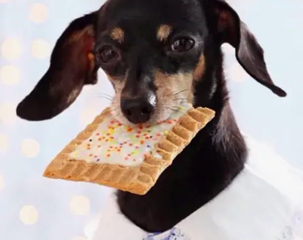 Pup-Tarts Dog Treat